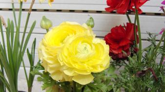 Ranunculus Yellow