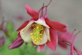 wondrous Flower Columbine red pink