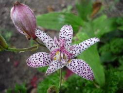 Flower Columbine white violet