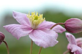 Clematis, open Pink Flower and buds