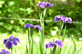 Beautiful, blooming, violet and yellow iris flowers, in the garden, in sunlight