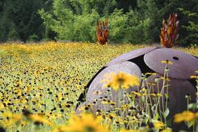 Summer Meadow Art