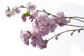 branch with pink flowers on a white background