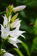 Bee and white Flower Summer