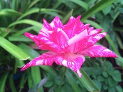 Rose Pink Garden flower
