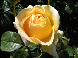 yellow gold Yellow