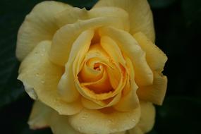 yellow rose with drops on black background