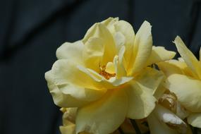 yellow roses blooming close up