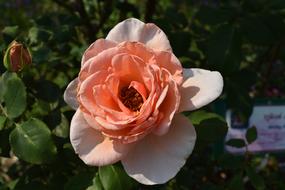 Light Orange Roses A Rose Pink
