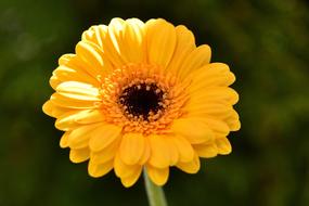 Close-up of the beautiful yellow, orange gerbera flower with black core
