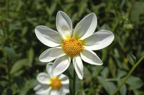 Flower Daisy Spring white yellow