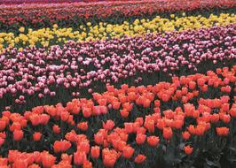 colorful Tulip Field Flowers on farm