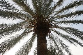 Palm Tree San Felipe