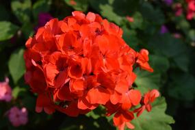 Shrubs Flowers Red