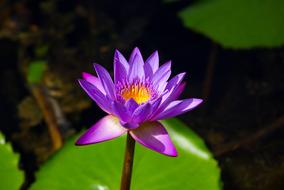 Close-up of the beautiful, purple, orange and yellow lily flower on the stem, with the leaves, on the pond, in Seychelles