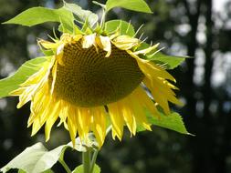 Sunflower in the sun on a blurred background