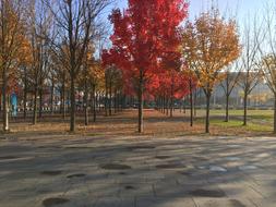 Autumn Berlin Germany Fall