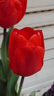 Beautiful, red tulips on the stems with green leaves