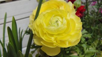 Flower Yellow in the garden on a sunny day