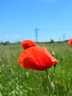 red poppies on a meadow in a blurred background