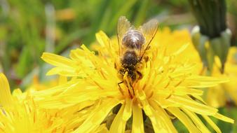 Close-up of the bee, on the beautiful, blossoming, yellow dandelion flowers