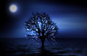 tree night snowflake month light