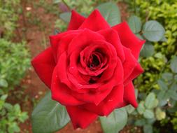 Rose Red garden green close-up on blurred background