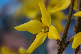 Spring Awakening Blossom yellow
