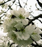 Spring Awakening Blossom white