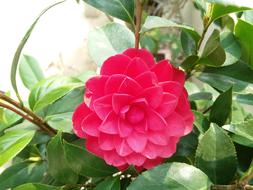 Flower Camellia pink green