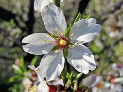 Close-up of the beautiful, blossoming, white almond tree flower, with the colorful core, in the spring