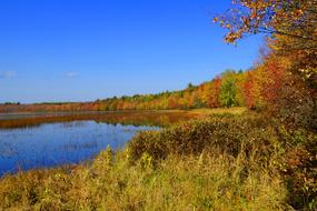 Autumn trees by the lake view