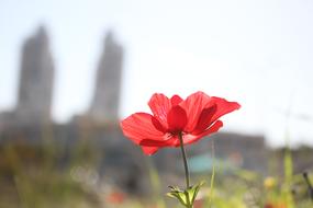 poppy on blurred background