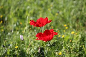 two red poppies on a green meadow