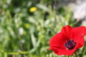 beauty Poppy Flower Red