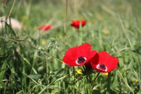 Poppy Flower Red green leaf and grass