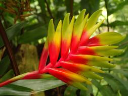 Flower Red yellow exotic