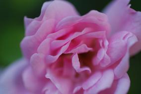 wondrous Flower Pink Rose