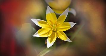 blur photo of Small Star Tulip Flower