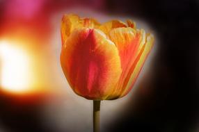 orange Flower Tulip Blossom