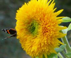 Teddy Bear Sunflower and Butterfly