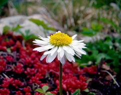 White Cute Flower at garden