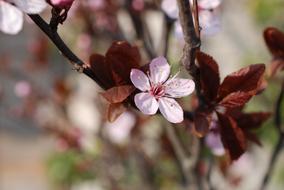blooming trees of cherry with red leaves