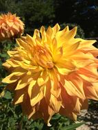 Yellow fluffy dahlia flowers at sunlight