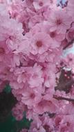 bush with pink flowers in spring close up