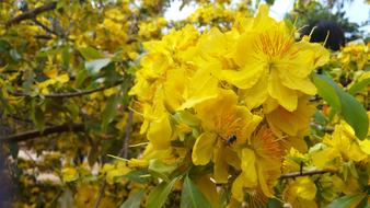 Close-up of the beautiful, gold flowers in Xuan Loc District, Dong Nai Province, Vietnam, in the spring