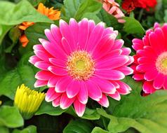 Close-up of the beautiful and colorful daisy and other flowers, with the green leaves