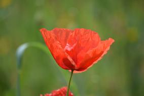 Beautiful, red and orange poppy flowers, among the green plants, in pring