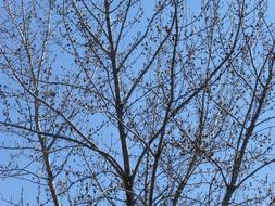 Tree Growth Branch