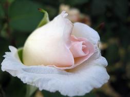 Flower Spring white pink